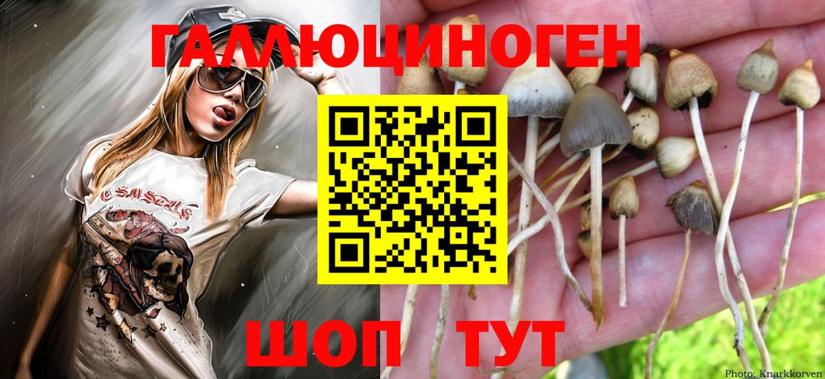 Псилоцибиновые грибы Cubensis Йошкар-Ола